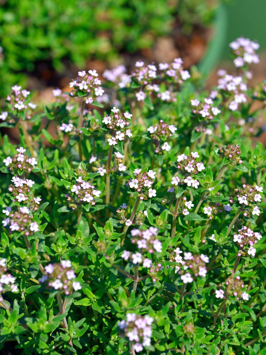 Zwergthymian, Thymus vulgaris 'Compactus'