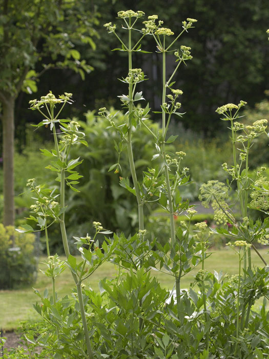 Liebstöckel - Maggikraut, Levisticum officinale