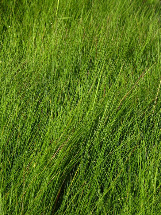 Festuca amethystina, Amethyst-Schwingel, Regenbogen-Schwingel