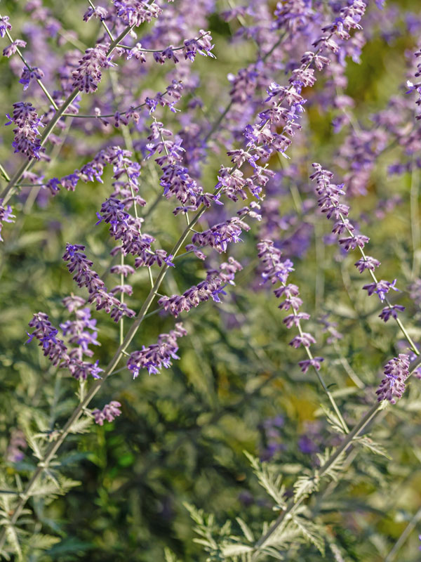 Perovskia atriplicifolia 'Little Spire', Blauraute