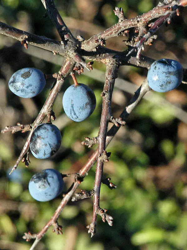 Nahaufnahmen der Schlehen-Fruechte