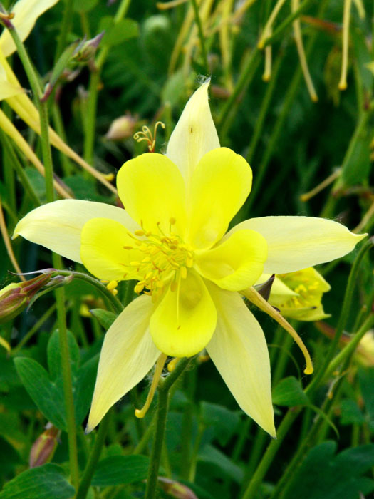 Aquilegia chrysantha 'Yellow Queen', Gelbe Akelei, langspornige Akelei