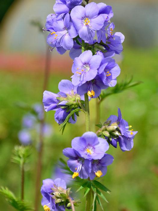 Polemonium caeruleum, Jakobsleiter, Himmelsleiter, Sperrkraut