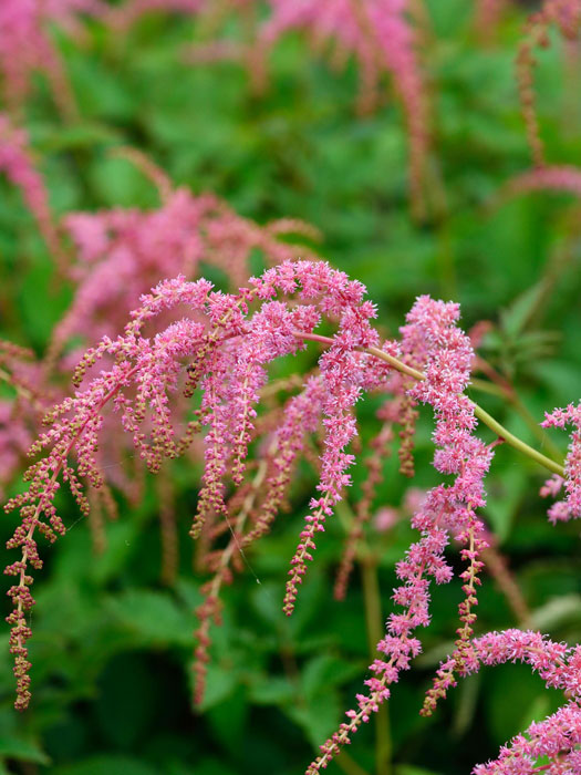 Blüte der hängenden Prachtspiere 'Straußenfeder'