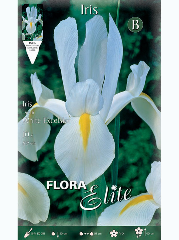 Holländische Iris 'White Excelsior', Iris hollandica (Art.Nr. 5215890)