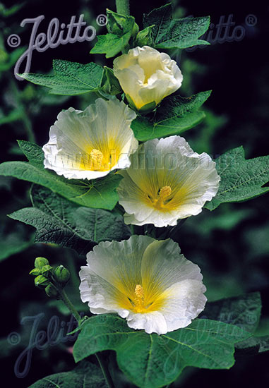 Alcea rosea 'Polarstar' (M), Stockrose, englische Stockrose, Spotlight-Stockrose