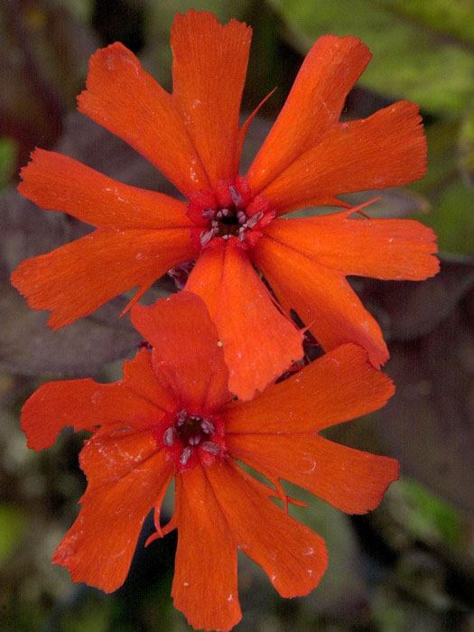 Lychnis (syn. Silene) x arkwrightii 'Vesuvius', Lichtnelke, Pechnelke