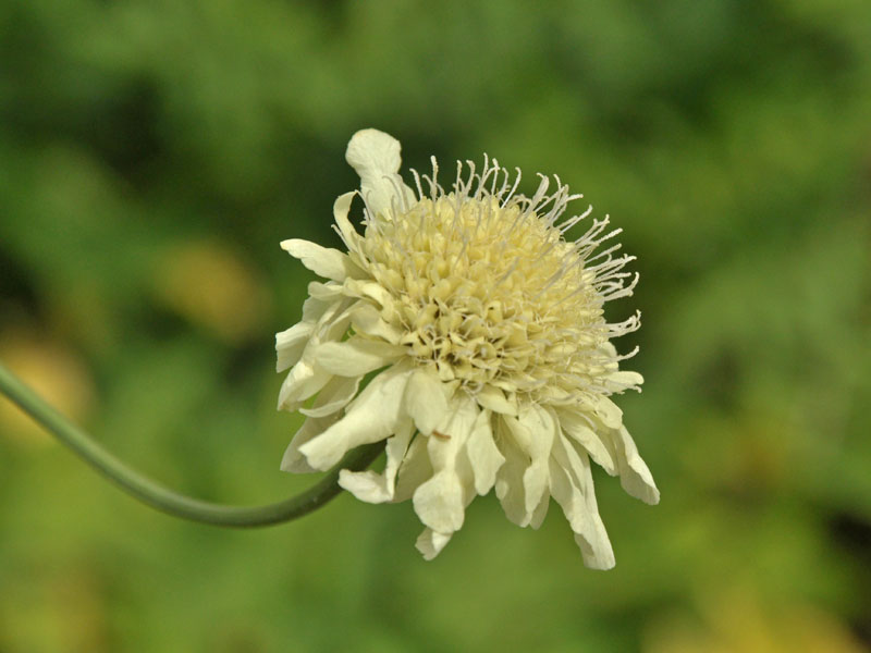 Nahaufnahme einer Blüte von Cephalaria gigantea