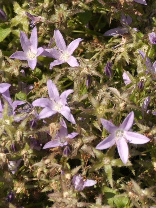 Campanula poscharskyana 'Lisduggan' (M), Hängepolster-Glockenblume