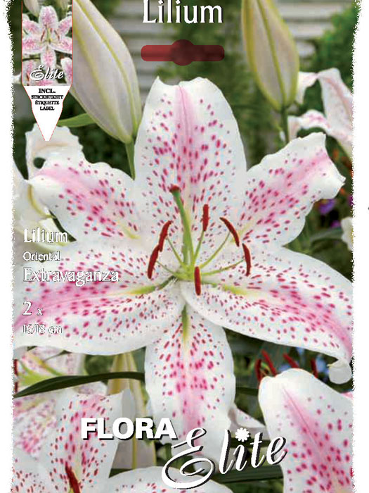 Orientalische Lilien-Hybride 'Extravaganza', Lilium (Art.Nr. 521719)