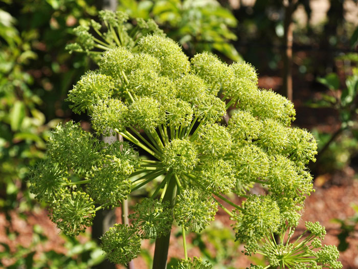 Angelica archangelica, Engelwurz, Dreieinigkeitswurzel