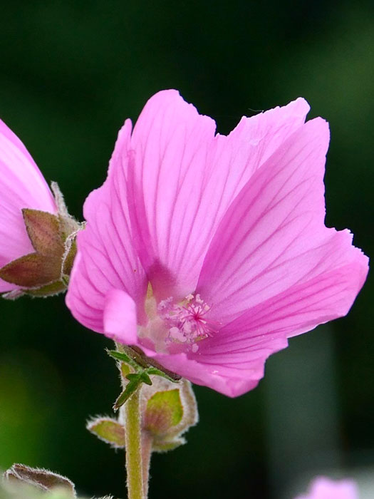 Malva moschata, Moschus-Malve