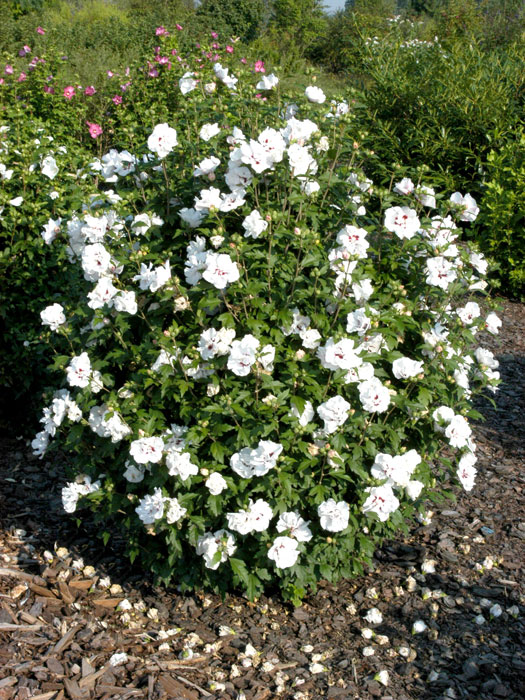 Hibiscus syriacus 'Speciosus', Hibiskus, Garteneibisch