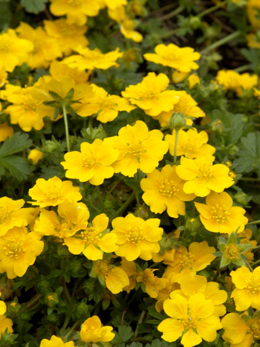 Potentilla crantzii 'Goldrausch', Fingerkraut, Crantz-Fingerkraut