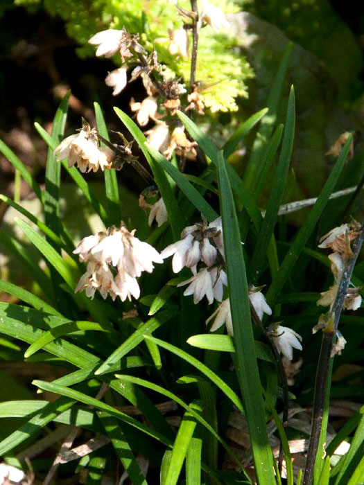 Ophiopogon japonicus 'Minor', Kleiner Schlangenbart, Zwerg-Schlangenbart