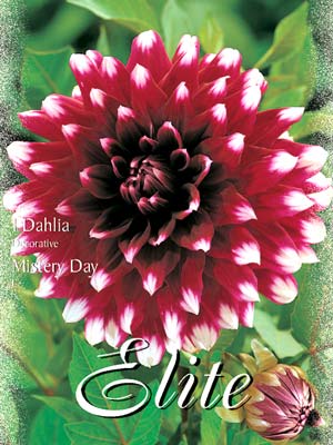 Schmuck-Dahlie 'Mistery Day', Dahlia (Art.Nr. 520172)