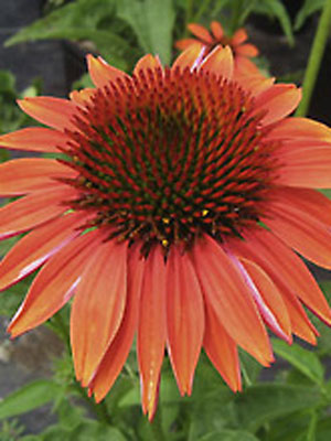 Echinacea purpurea 'Sundown', Scheinsonnenhut