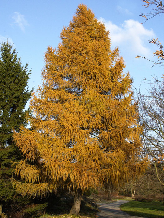 Herbstfärbung der europäischen Lärche