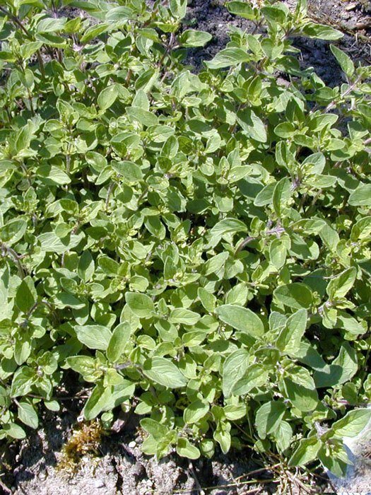 Scharfer Oregano, Origanum vulgare 'Hot and Spicy'