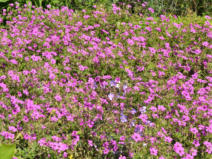 Geranium psilostemon 'Patricia', Armenischer Storchschnabel