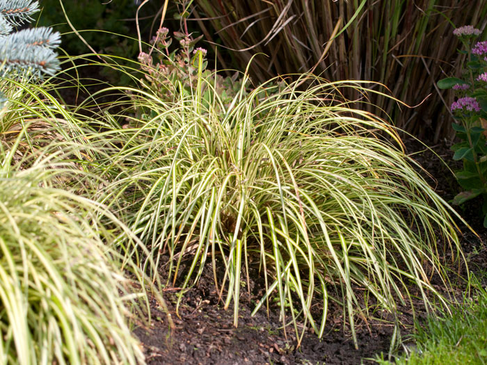 Carex hachijoensis (syn. oshimensis) 'Evergold', Japanische Gold-Segge