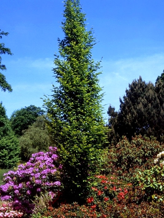 Carpinus betulus 'Fastigiata', Säulenhainbuche