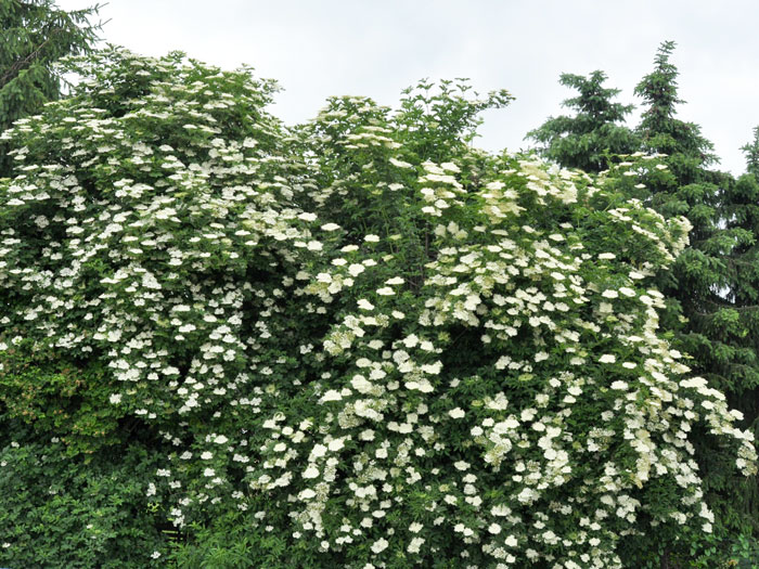 Sambucus nigra, Schwarzer Holunder