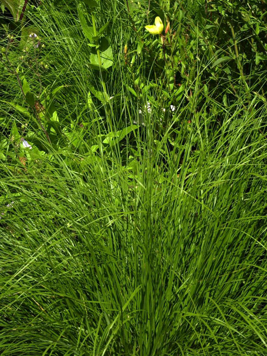 Sporobolus heterolepis 'Cloud' (Syn. 'Duftwolke'), Präriegras, Tautropfen-Gras