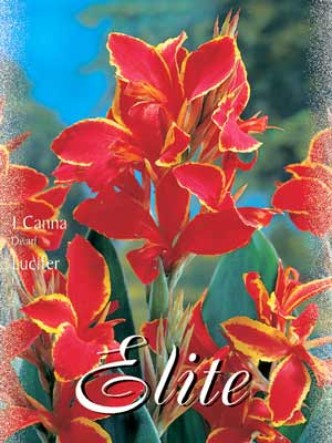 Zwerg-Canna 'Lucifer', Canna indica (Art.Nr. 521014)