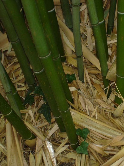 Phyllostachys rubromarginata, Knospen-Bambus