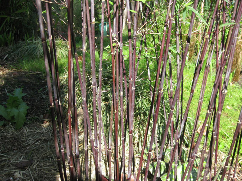 Fargesia jiuzhaigou 'Deep Purple', Jade Bambus, rothalmiger Schirm-Bambus