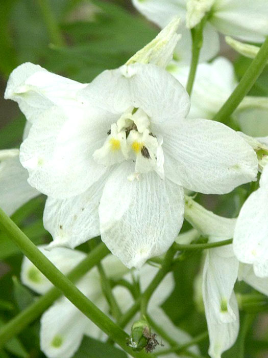 Delphinium belladonna 'Moerheimii', Verzweigter Gartenrittersporn