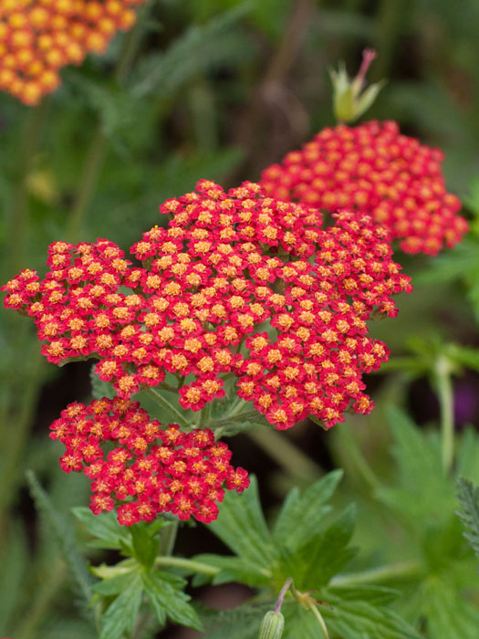 Achillea filipendulina 'Feuerland', Schafgarbe 'Feuerland', rote Goldquirl-Garbe