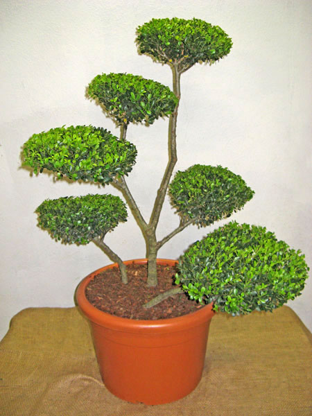 Ilex crenata Green Hedge - Bonsai, XXL-Produkt