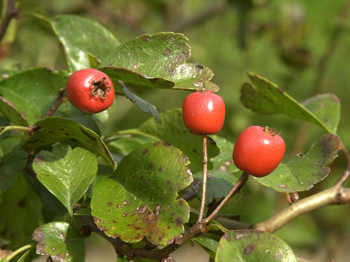 Crataegus laevigata, Zweigriffliger Weißdorn