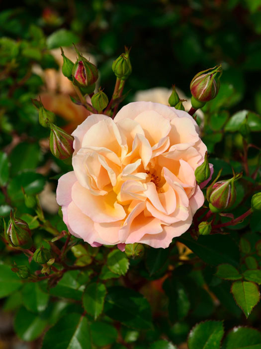 Blüte der Rose Cubana