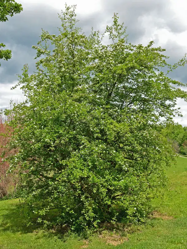 Crataegus monogyna in Solitaerstellung