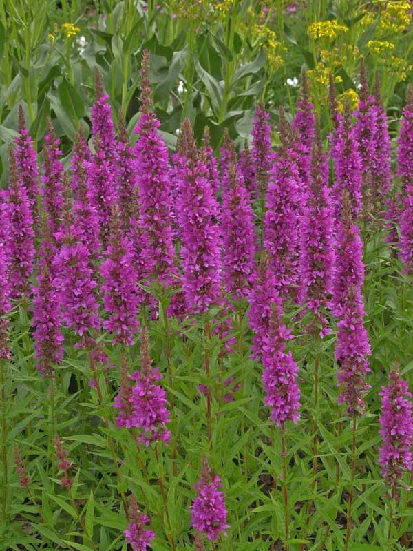 Lythrum salicaria 'Zigeunerblut', Blut-Weiderich