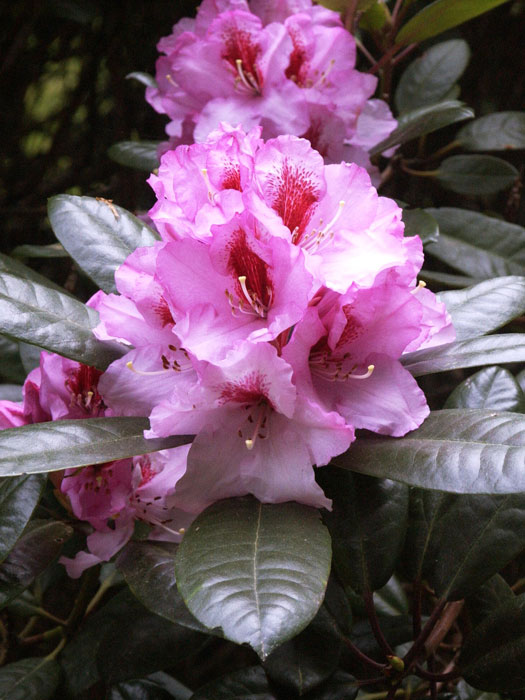 Rhododendron 'Diadem'