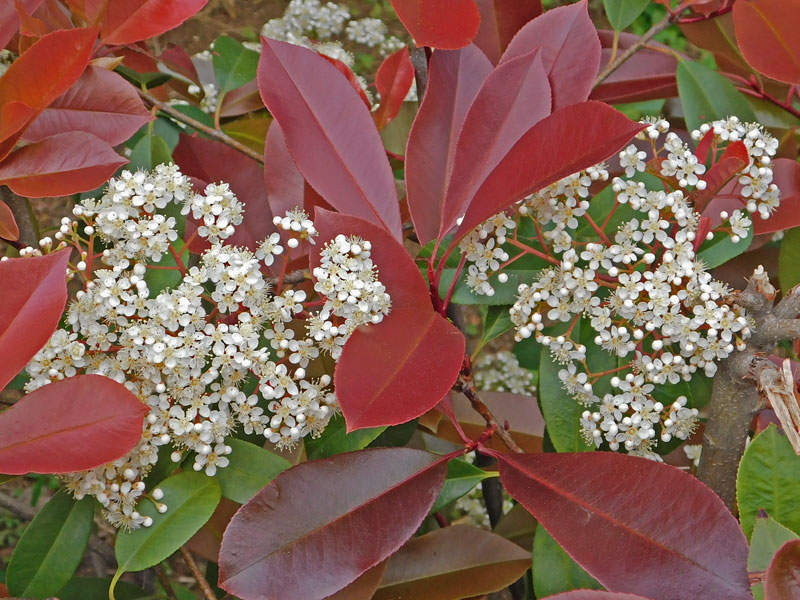 Photinia fraseri 'Devil's Dream', Rotlaubige Glanzmispel