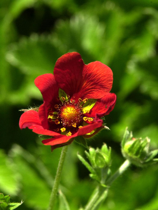 Potentilla atrosanguinea, Blutrotes Fingerkraut