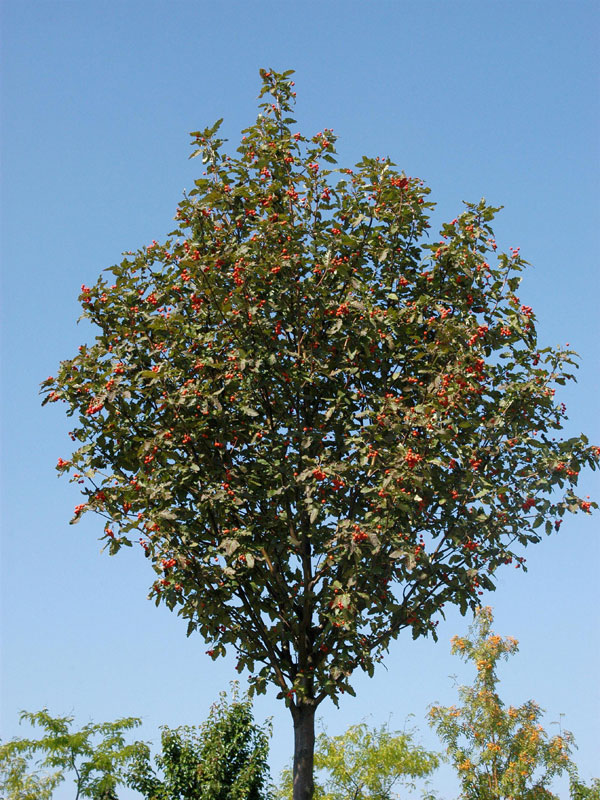 Sorbus thuringiaca 'Fastigiata', Thüringische Säulen-Eberesche - Hochstamm