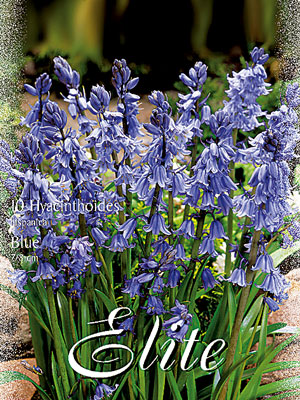 Hasenglöckchen 'Blau', Hyacinthoides (Art.Nr. 596842)