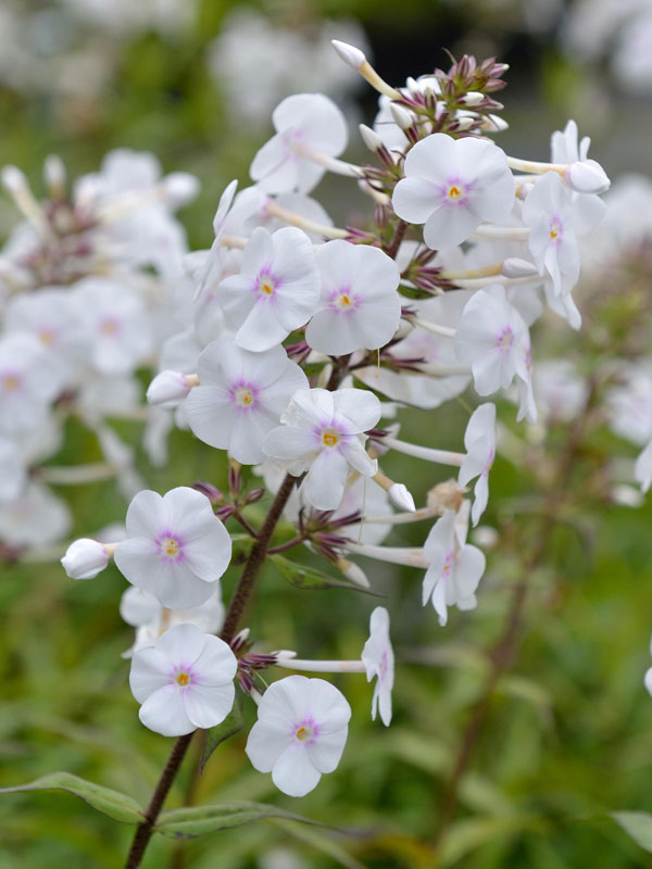 weiße Blüten der Flammenblume Omega