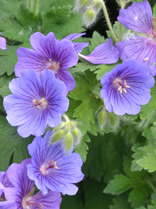 Geranium magnificum 'Rosemoor', Pracht-Storchschnabel, Großer Gartenstorchschnabel