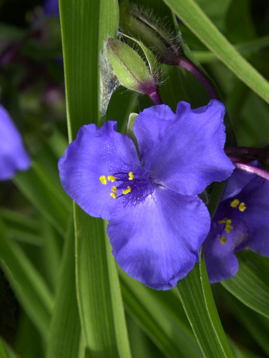 Tradescantia x andersoniana 'Blue Stone', Blaue Dreimasterblume