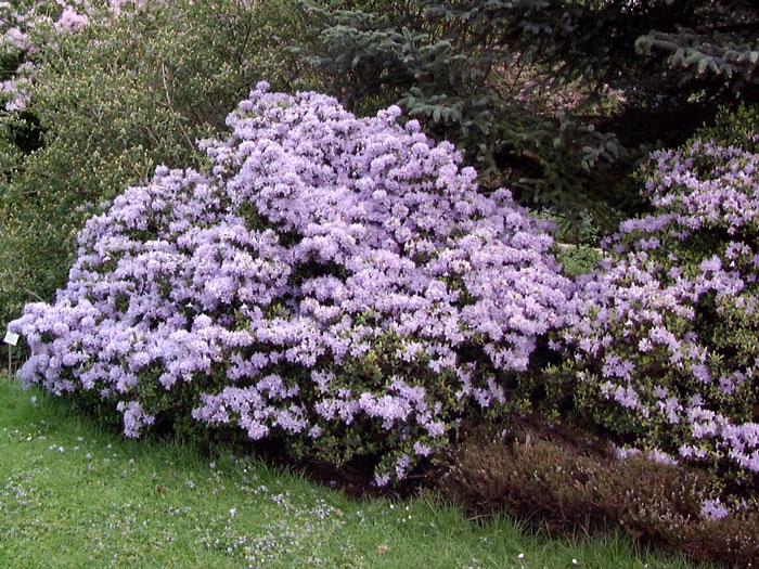 Rhododendron impeditum 'Moerheim'