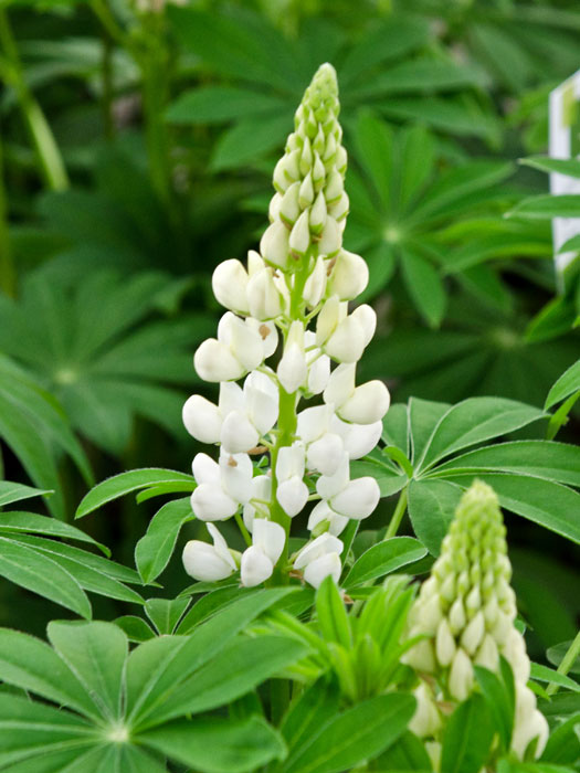 Lupinus nanus 'Gallery White Shades', Lupine, Wolfsbohne