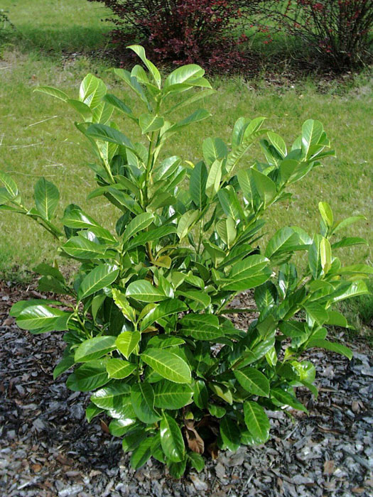 Jungpflanze des Kirschlorbeer Rotundifolia