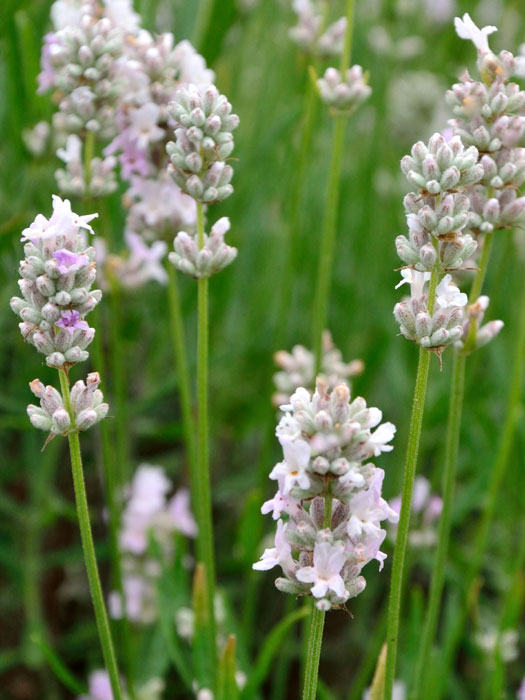 Garten-Lavendel Rosea Blüte